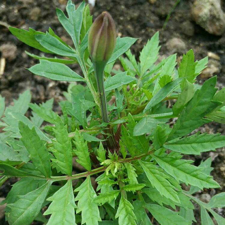 plant image 724290 plant image 724290