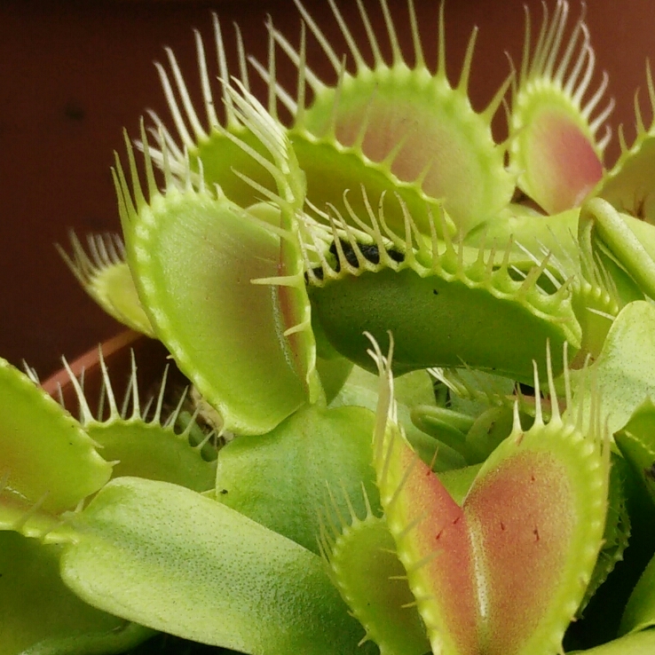 plant image 724345 plant image 724345