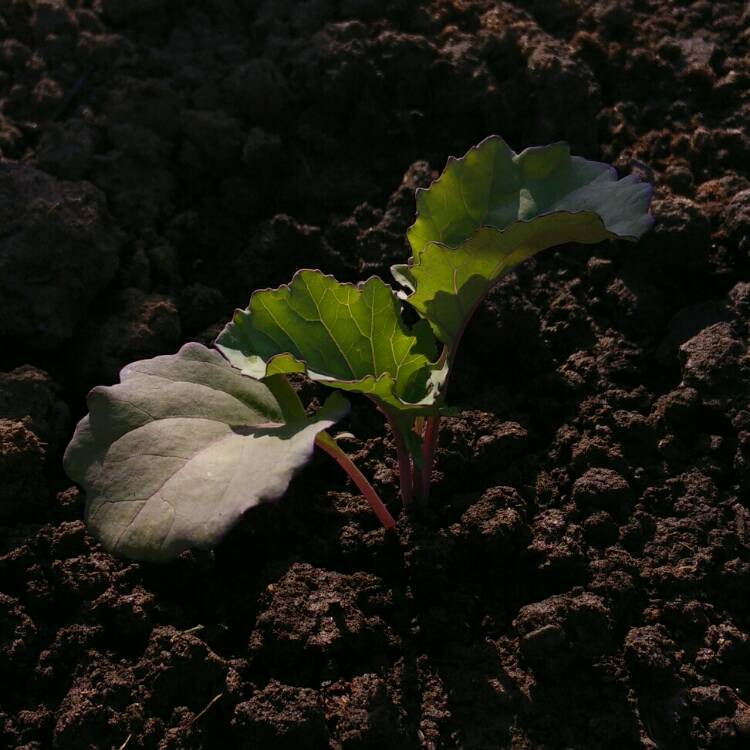 plant image 733242