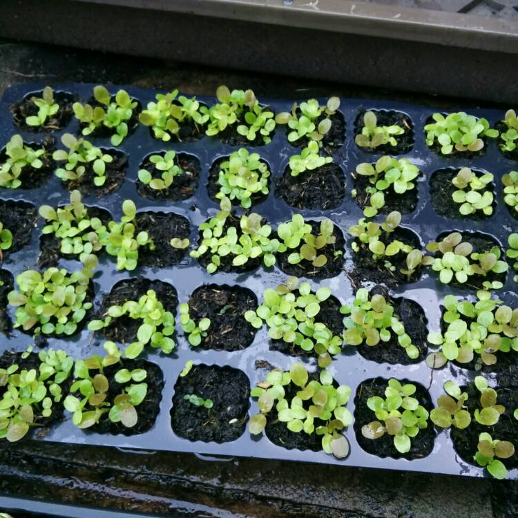 plant image 733247