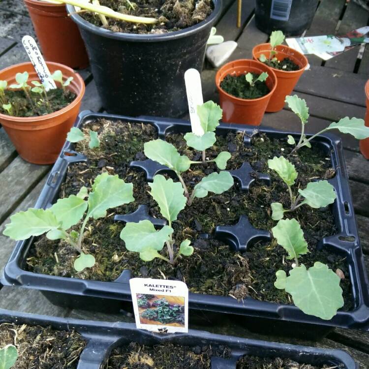 plant image 733254 plant image 733254