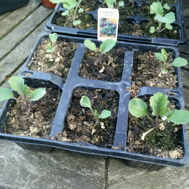 plant image 733257 plant image 733257