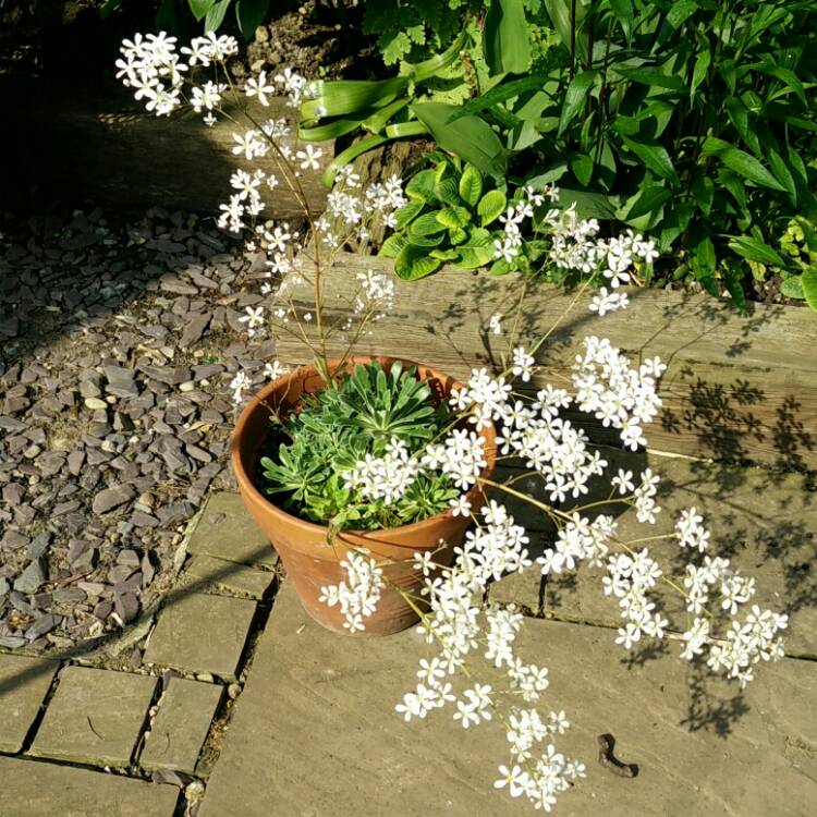 plant image 740940 plant image 740940