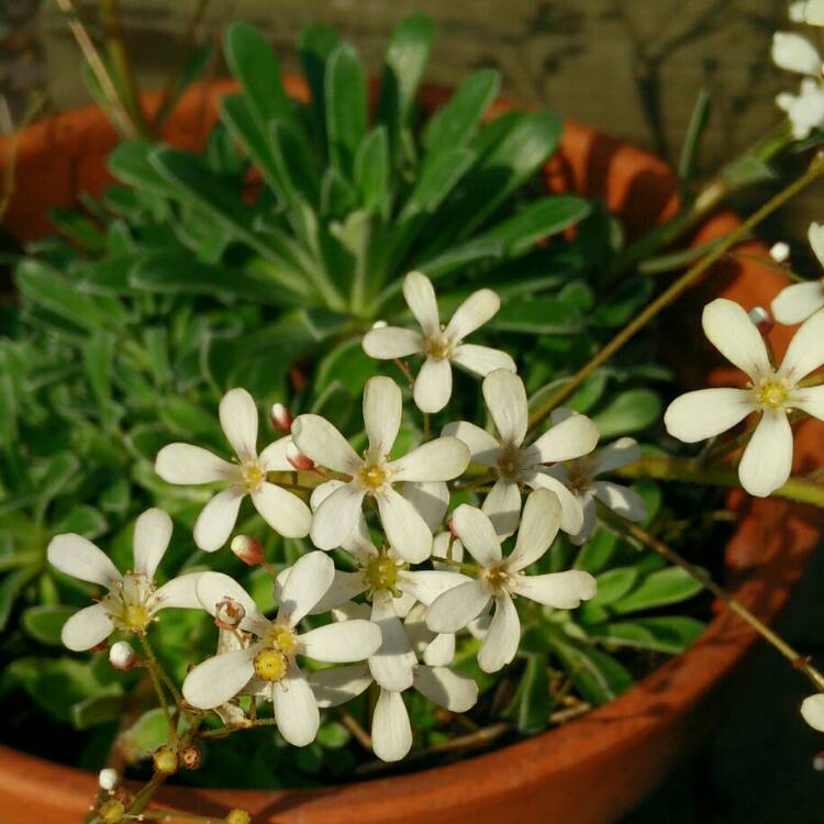plant image 740941 plant image 740941