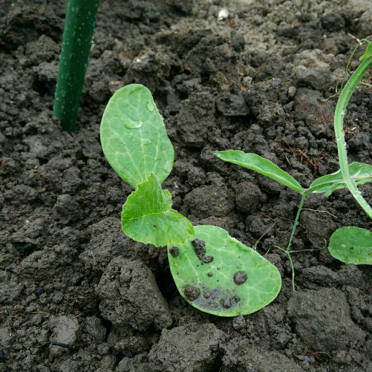plant image 741838 plant image 741838