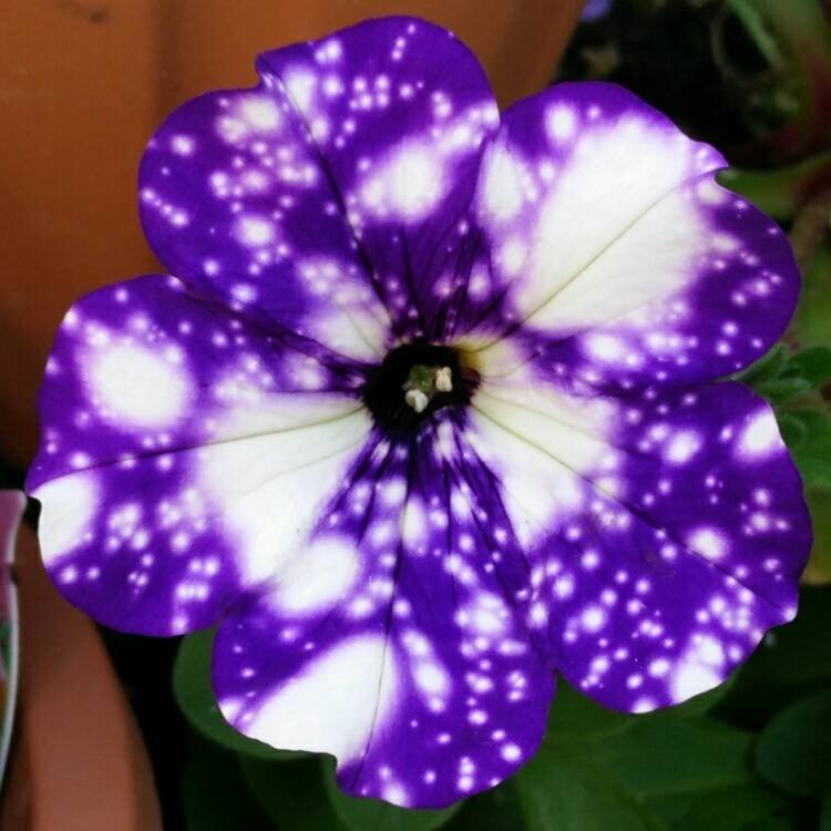 Plant image Petunia 'Kleph15313' syn. Petunia 'Night Sky', Petunia 'Headliner Night Sky'