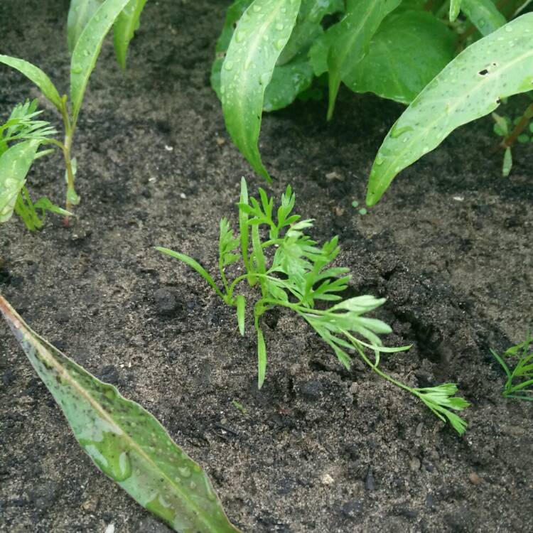 Plant image Daucus carota subsp. sativus 'Amsterdam Forcing 2'