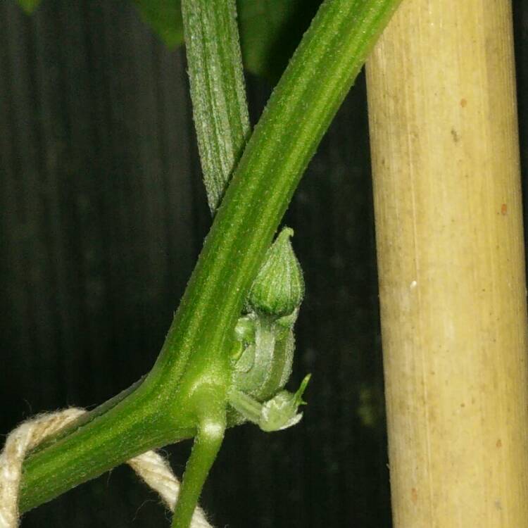 plant image 743347 plant image 743347