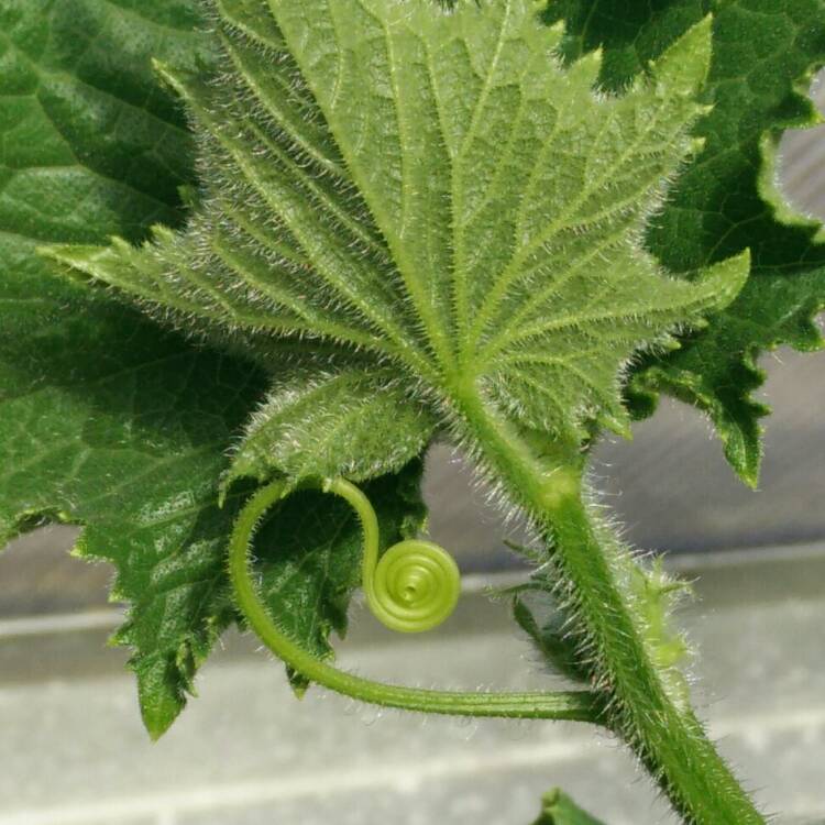 plant image 745583 plant image 745583
