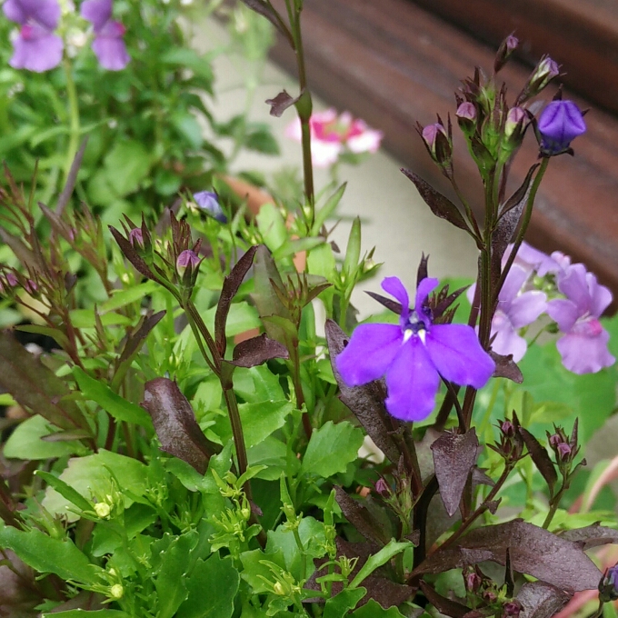 plant image 747867 plant image 747867