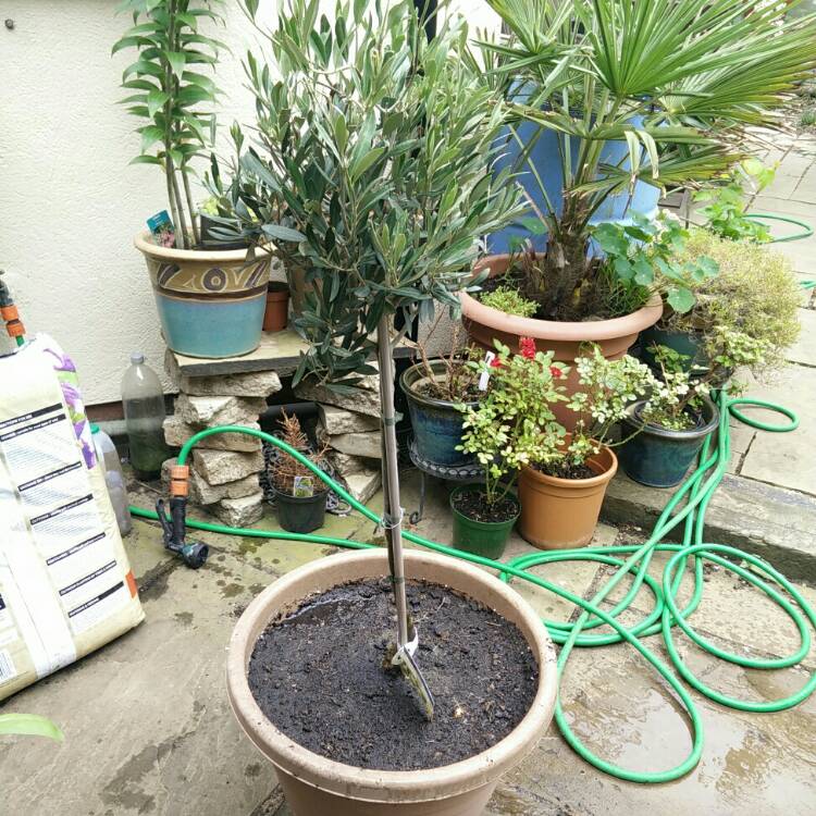 plant image 747949 plant image 747949