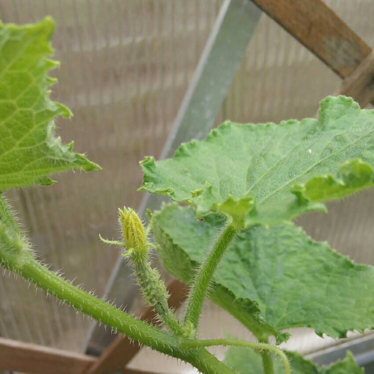plant image 750504 plant image 750504