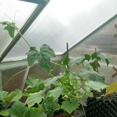 Luffa aegyptiaca