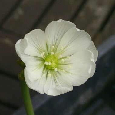 Dionaea muscipula