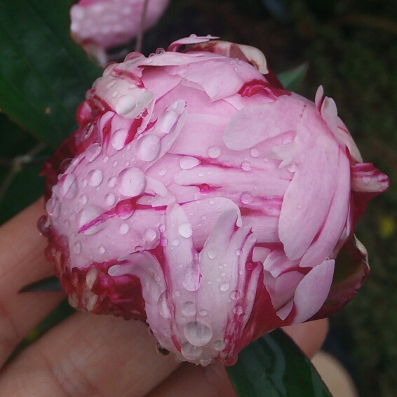 plant image 752909