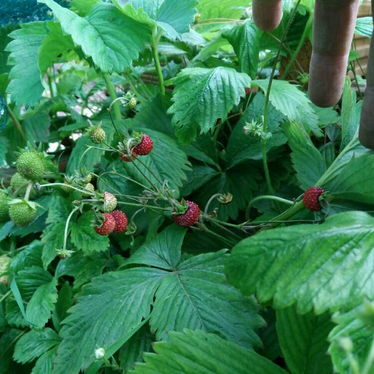 plant image 753653