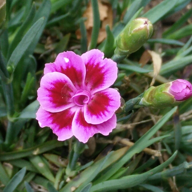 plant image 758198 plant image 758198