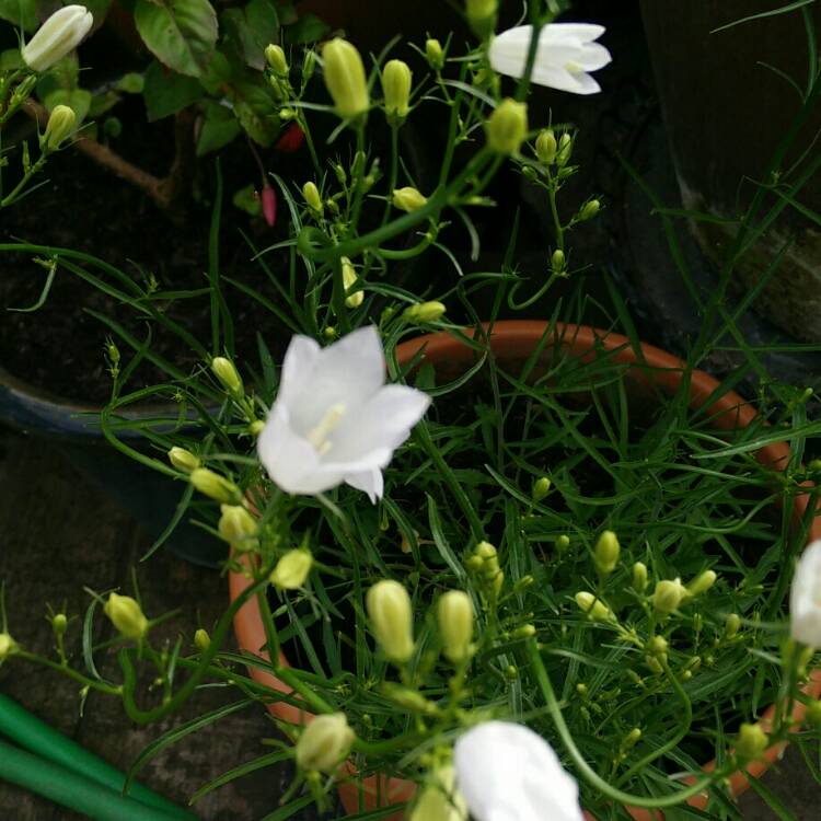 Plant image Campanula rotundifolia 'White Gem'