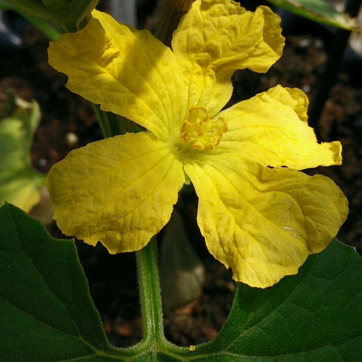 plant image 763978 plant image 763978