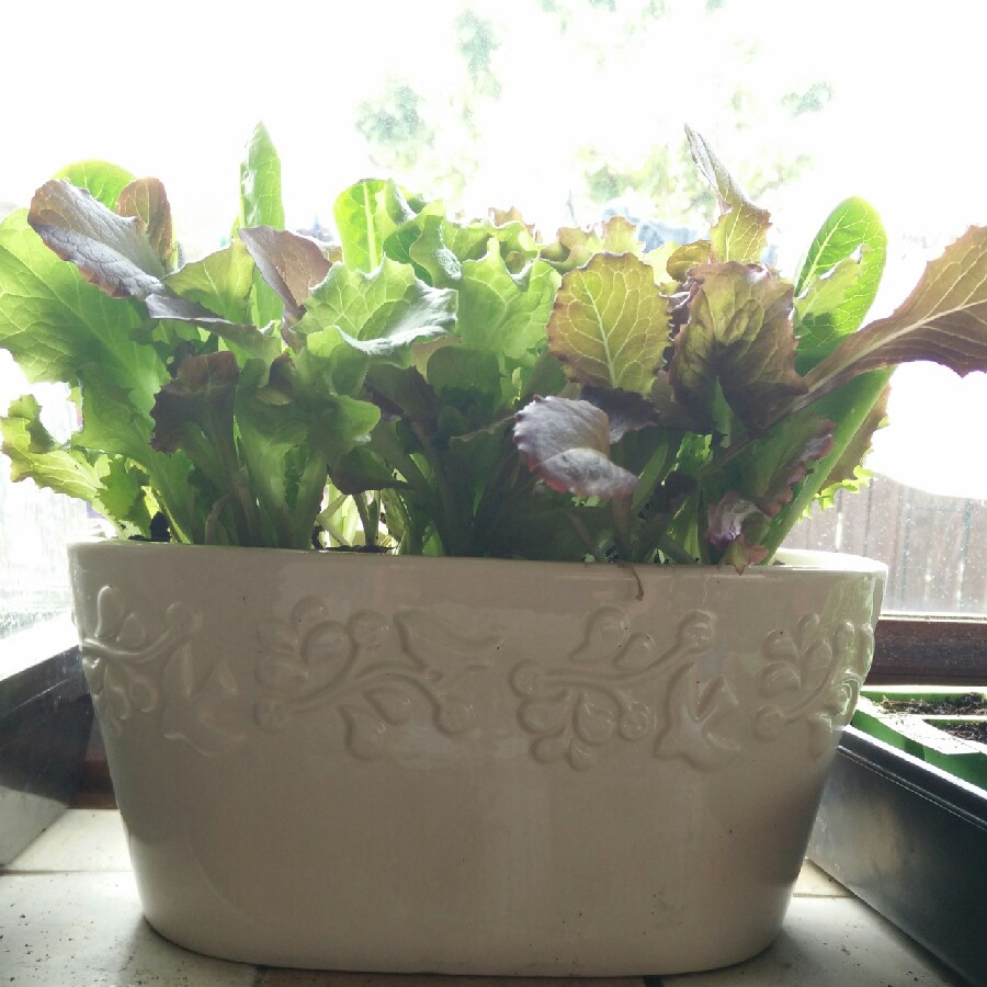Lactuca sativa