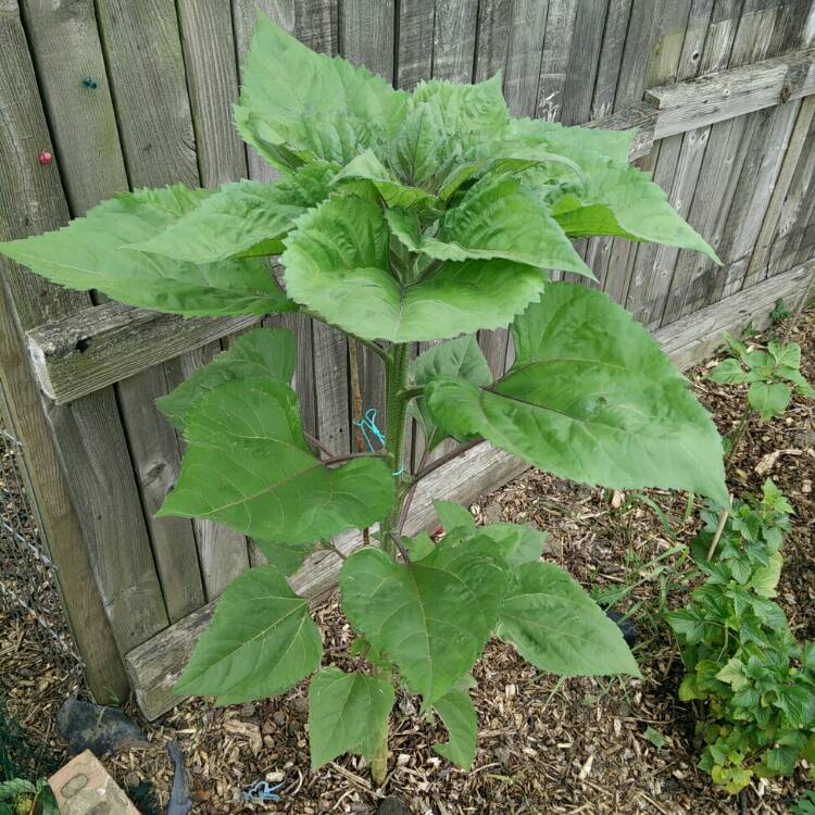 plant image 771740