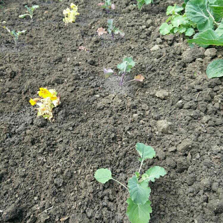 plant image 771749 plant image 771749