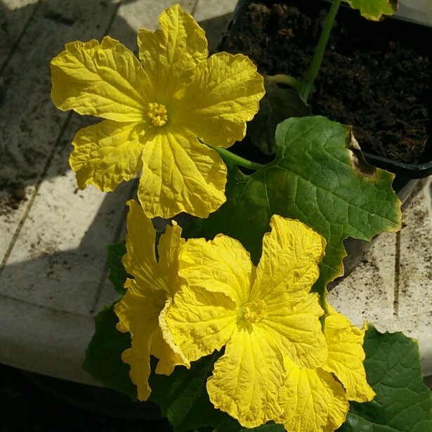Plant image Luffa aegyptiaca