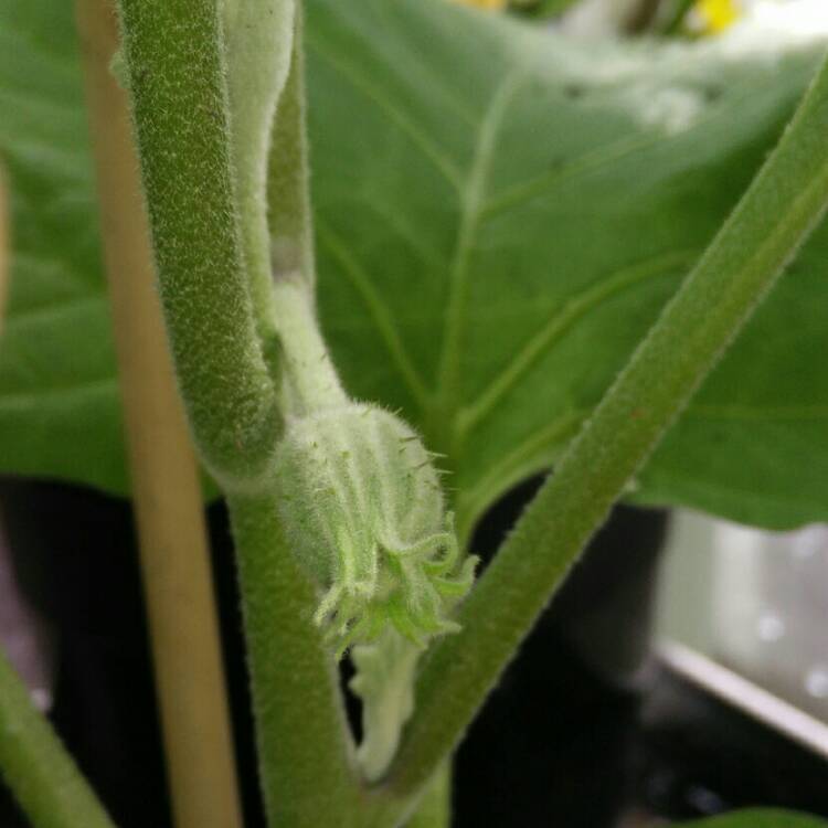 plant image 774038 plant image 774038