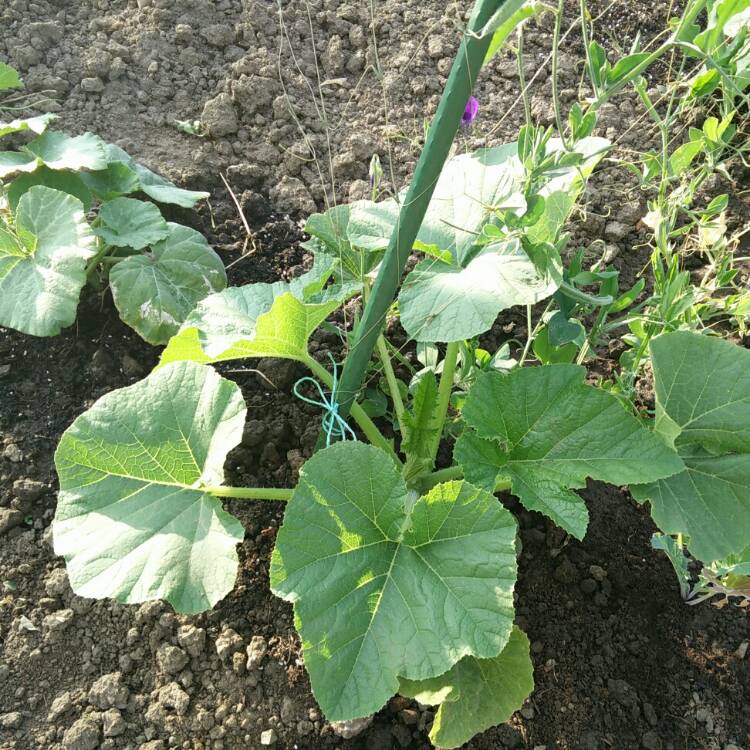 plant image 774635 plant image 774635