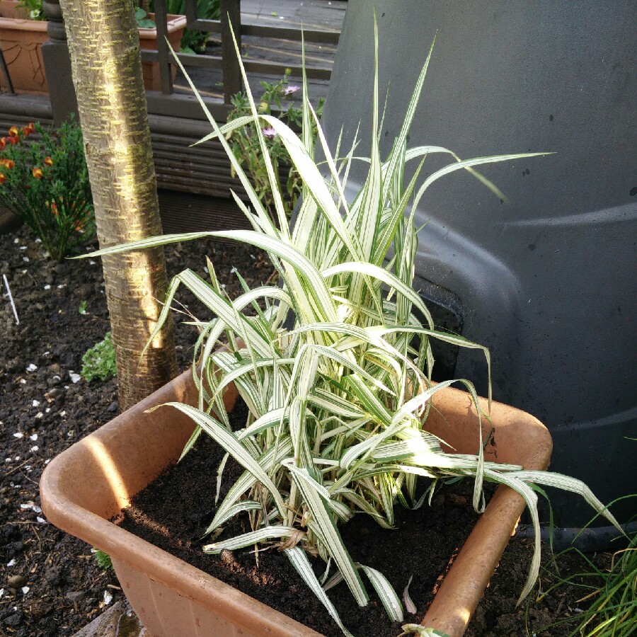 plant image 77504