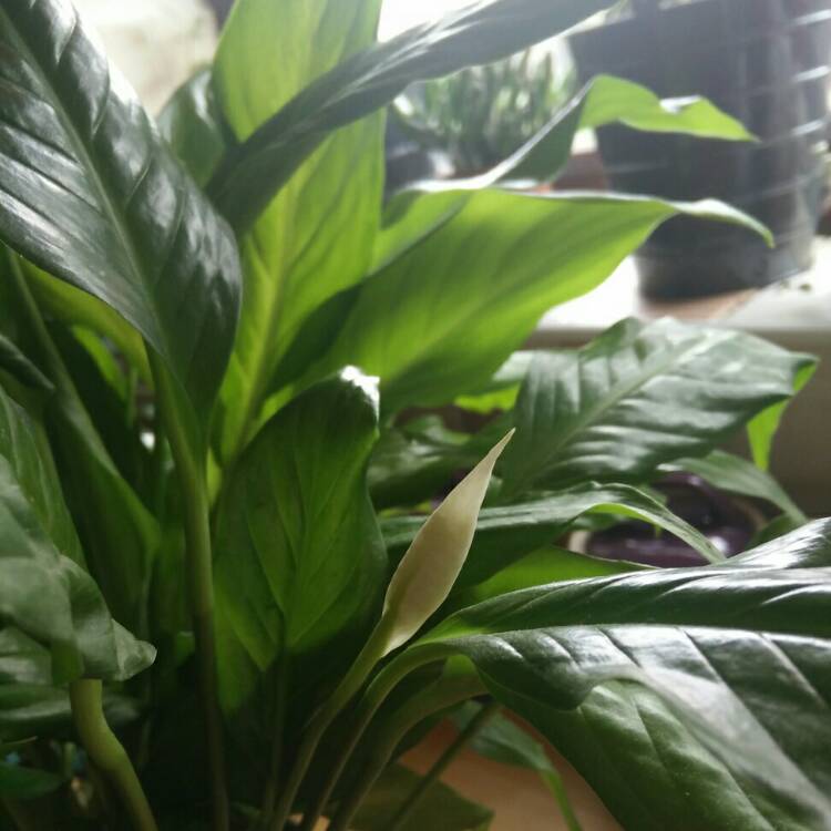 plant image 778852