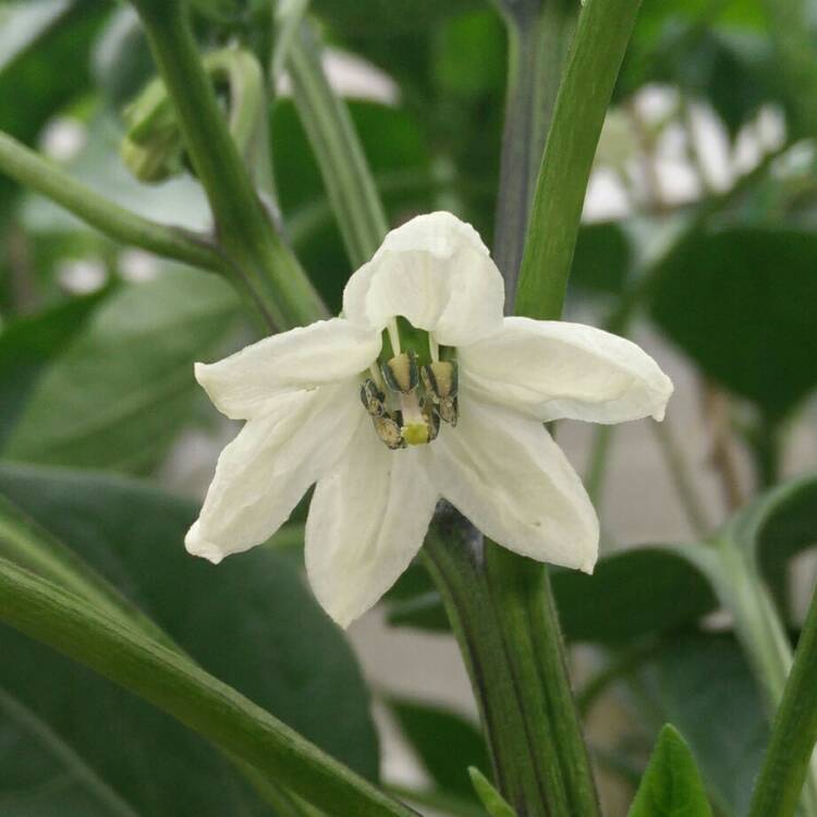 plant image 778878 plant image 778878
