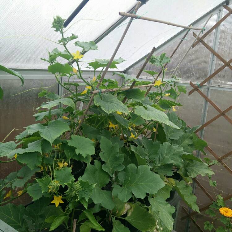 plant image 778882 plant image 778882