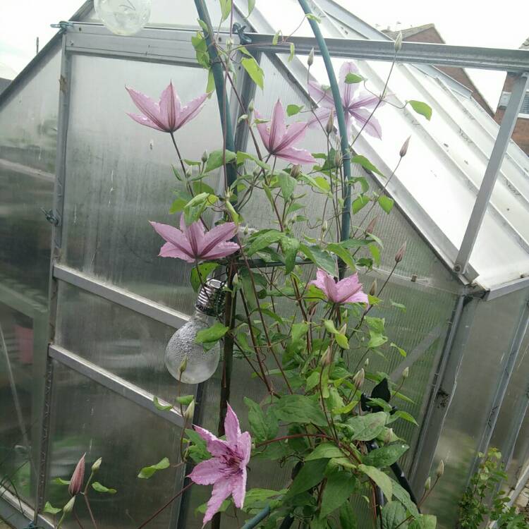 plant image 778889 plant image 778889