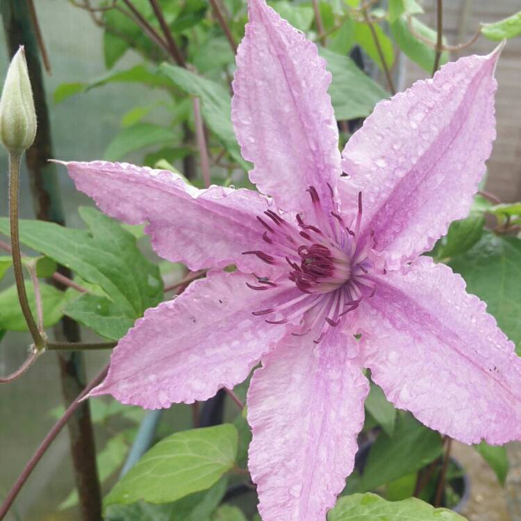 plant image 778892 plant image 778892