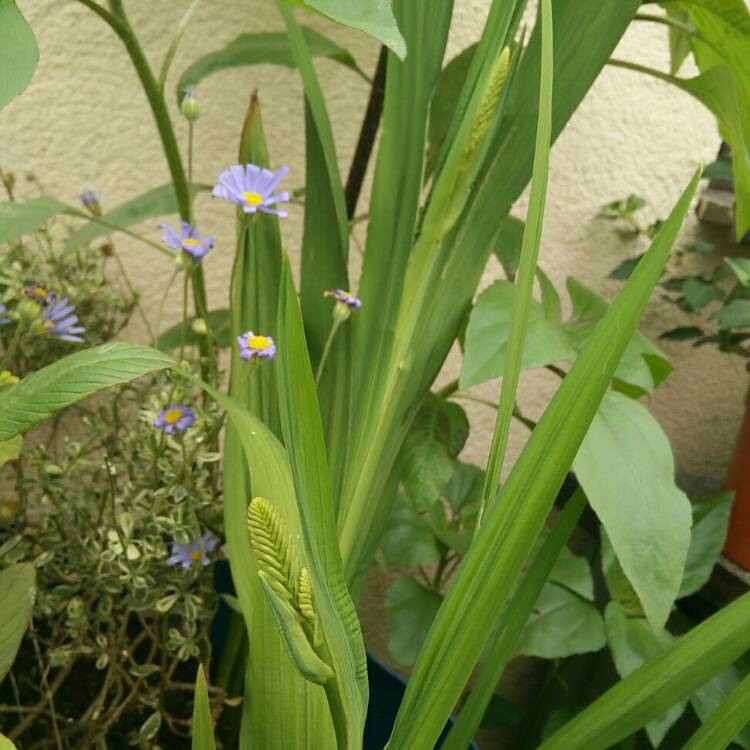 plant image 779770