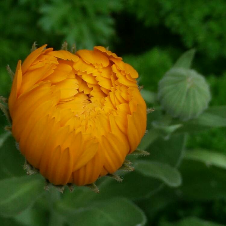 plant image 779774