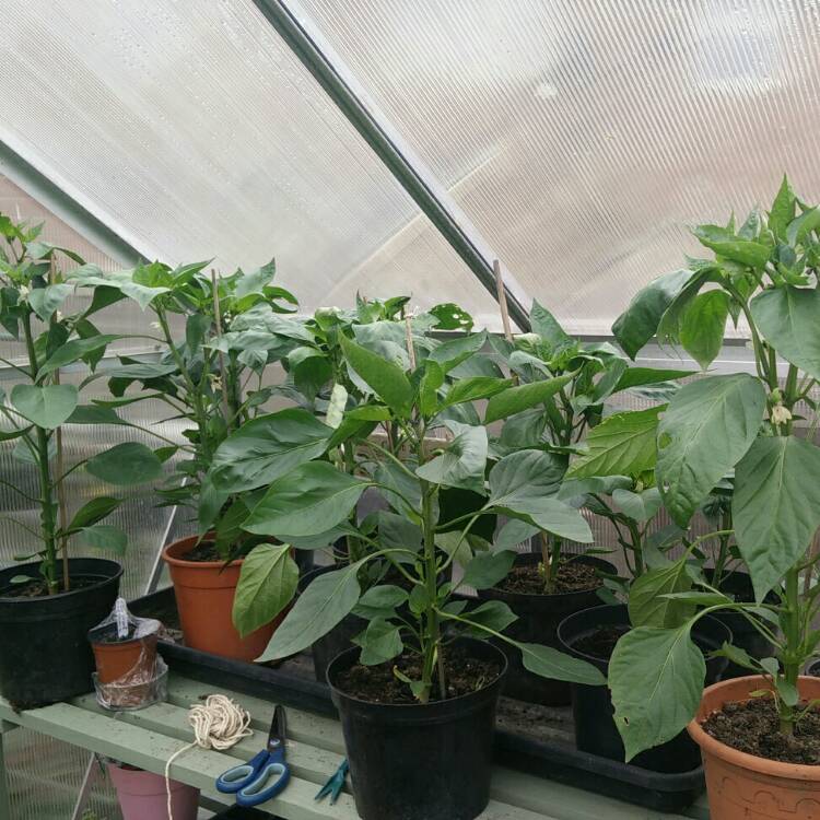plant image 779779 plant image 779779