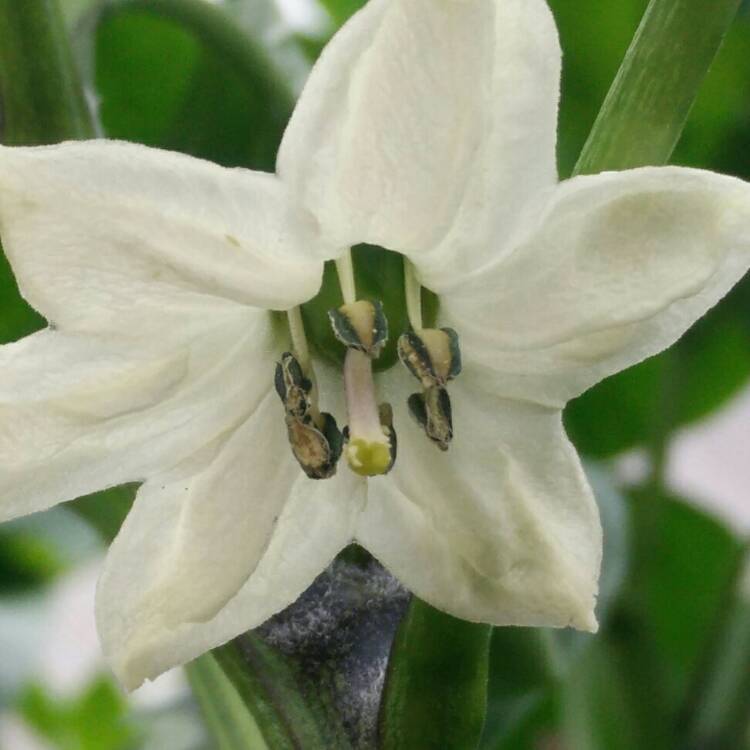 plant image 779781 plant image 779781
