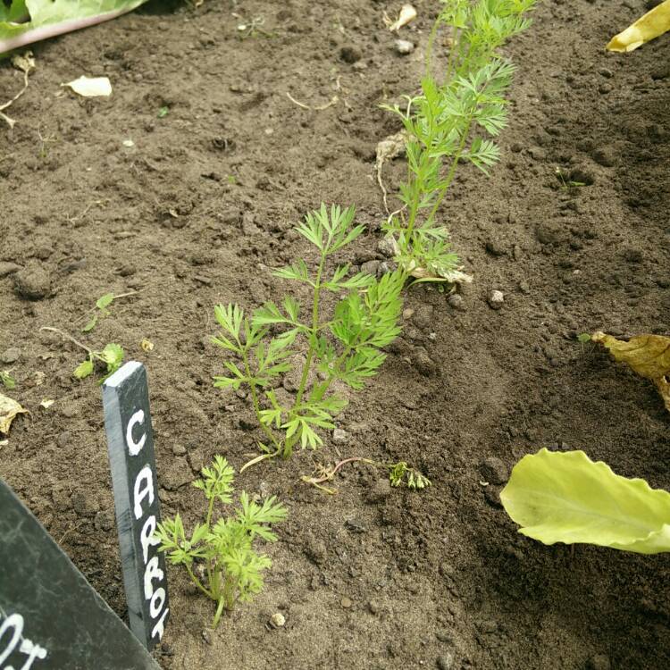 plant image 779928