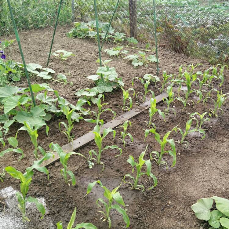plant image 782266 plant image 782266