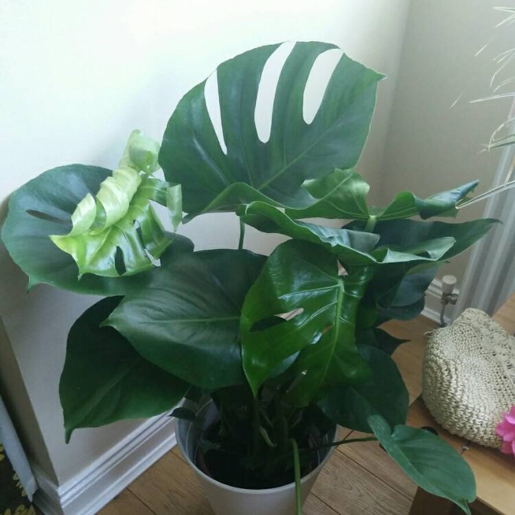 plant image 785969