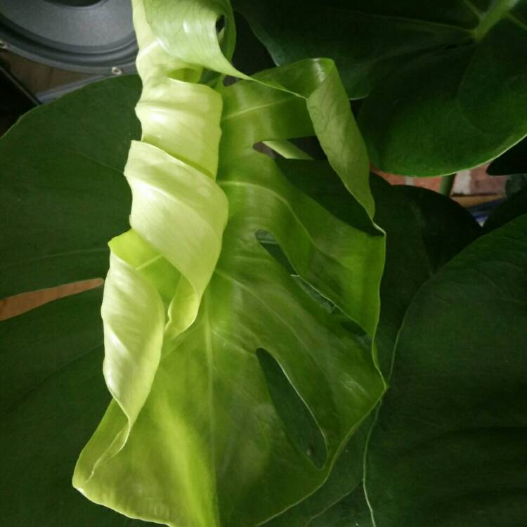 plant image 785970