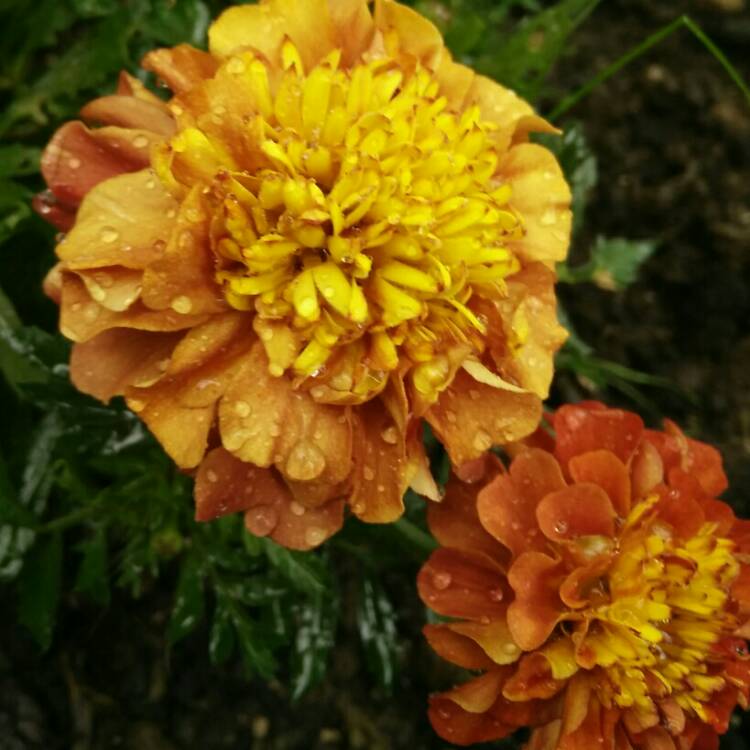plant image 786995 plant image 786995