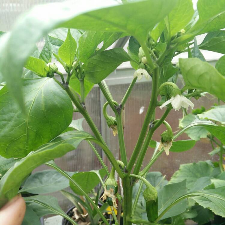 plant image 786999 plant image 786999