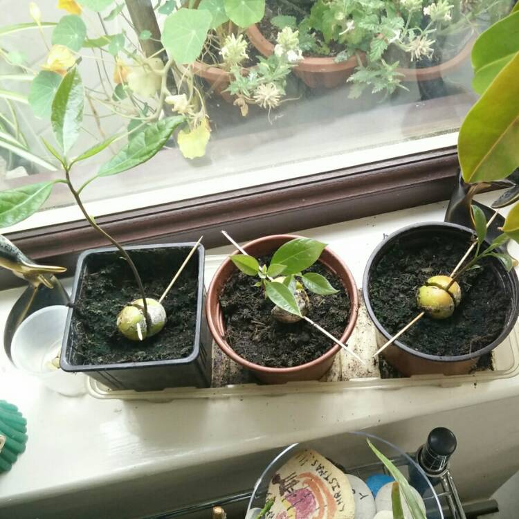 plant image 787013