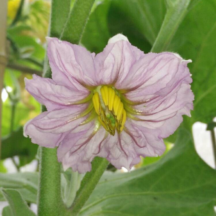 plant image 787016 plant image 787016