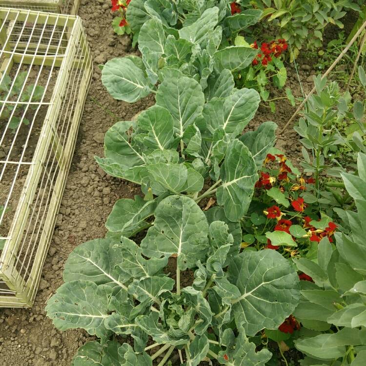 plant image 787156
