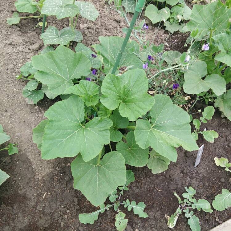 plant image 787187 plant image 787187