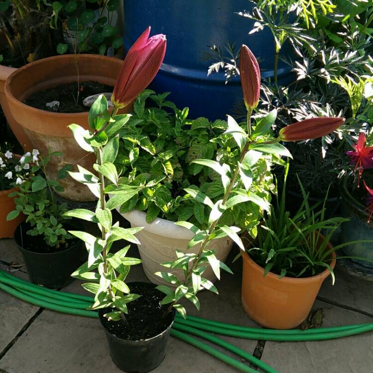plant image 791295 plant image 791295